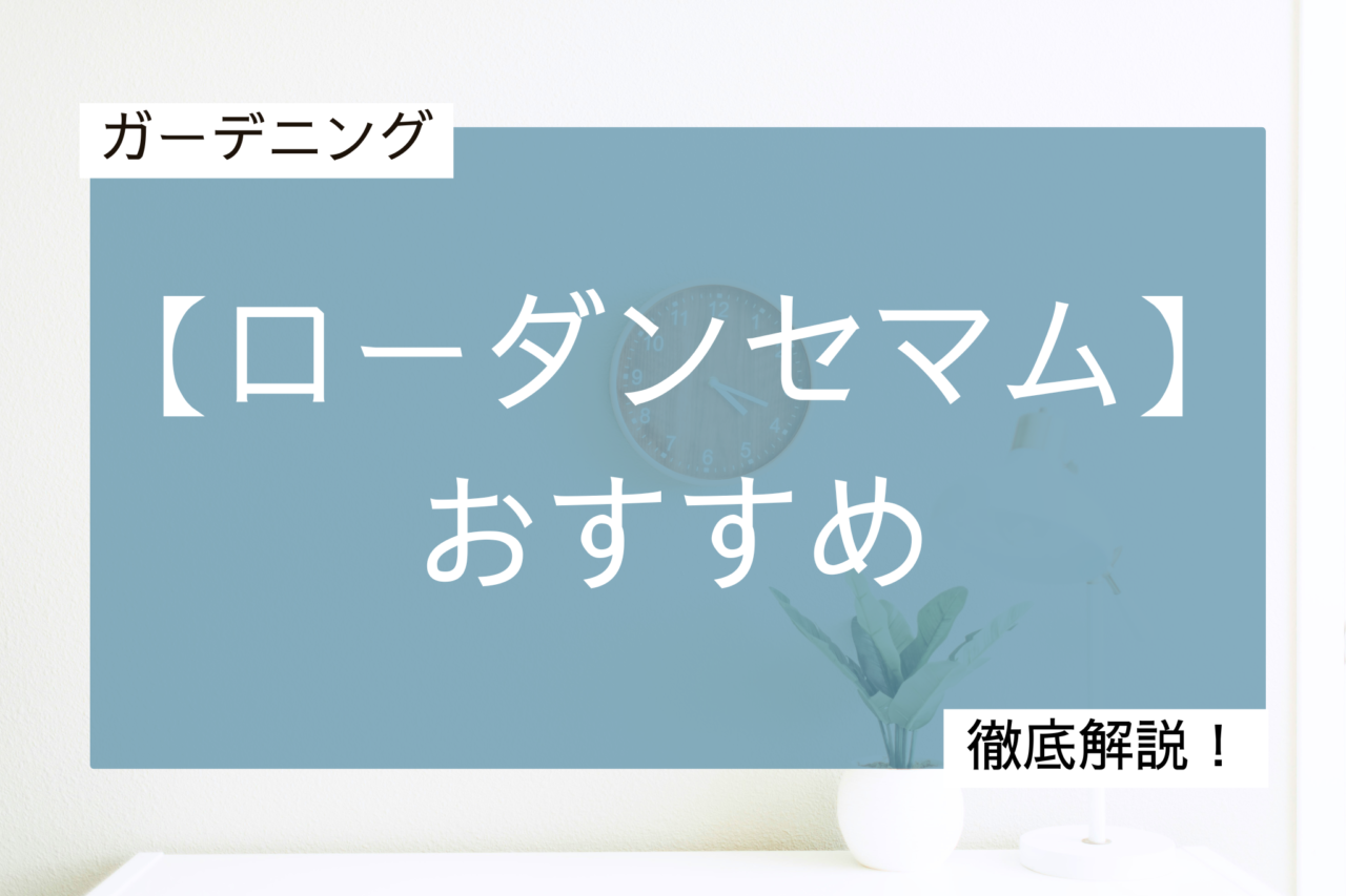 ローダンセマム